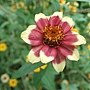 墨西哥百日草(五彩)Zinnia haageana 1061202_3 士林官邸眾星雲菊.JPG