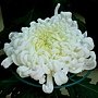 菊花-精山花守 1061202 士林官邸眾星雲菊.JPG