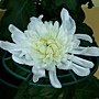 菊花-精興大臣 1061202 士林官邸眾星雲菊.JPG