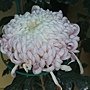 菊花-綠底紅鑲 1061202 士林官邸眾星雲菊.JPG