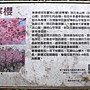 寒櫻 1070218_7 內湖樂活公園.JPG