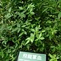 飛龍掌血 1070504 台北植物園.JPG