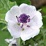 藥蜀葵 Althaea officinalis 1070725_1 4號公園.JPG