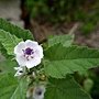 藥蜀葵 Althaea officinalis 1070725_2 4號公園.JPG