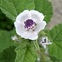 藥蜀葵 Althaea officinalis 1070725_3 4號公園.JPG