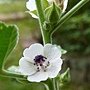 藥蜀葵 Althaea officinalis 1070725_4 4號公園.JPG