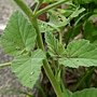 藥蜀葵 Althaea officinalis 1070725_5 4號公園.JPG