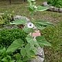 藥蜀葵 Althaea officinalis 1070725_6 4號公園.JPG