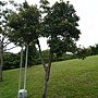 樹杞 1080814_10 4號公園.JPG