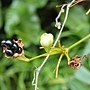 射干 1070925 台北植物園.JPG