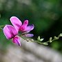 毛胡枝子 1071004_2 台北植物園.JPG