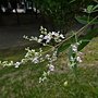 黃荊 1071107_2 4號公園.JPG