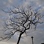 蟲屎 1080207_01 圓山花博公園.JPG