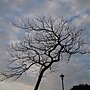 蟲屎 1080207_02 圓山花博公園.JPG