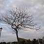 蟲屎 1080207_07 圓山花博公園.JPG