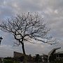 蟲屎 1080207_08 圓山花博公園.JPG