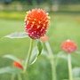 橙花千日紅 1080715_2 新生公園.JPG