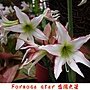 孤挺花-Formosa star台灣之星 1080406_2 士林官邸.JPG