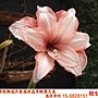 孤挺花-花卉中心-紅紋重 1080406 士林官邸.JPG