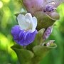 薑荷花 1080827_1 台北植物園.JPG