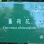 薑荷花 1080827_4 台北植物園.JPG