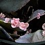 蝴蝶之舞錦 1090201_2.JPG