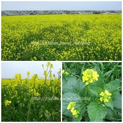 Wild Mustard-1.JPG