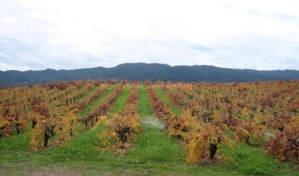 Sonoma Wine Country-1.jpg