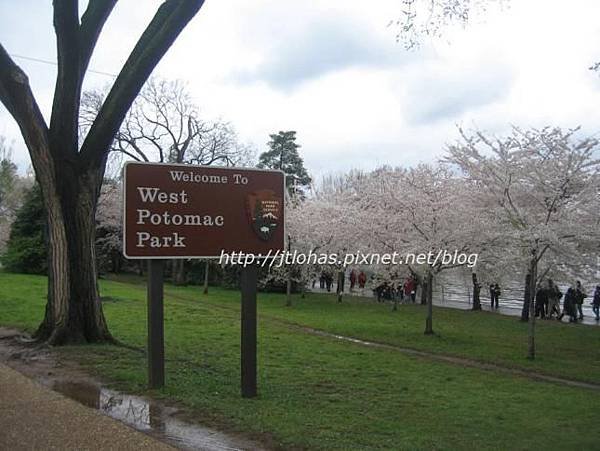 Cherry Blossom in Washington DC-3.JPG