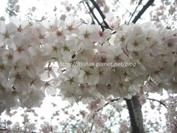 Cherry Blossom in Washington DC-1.JPG