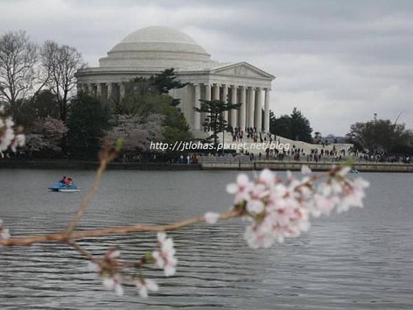 Cherry Blossom in Washington DC-6.JPG