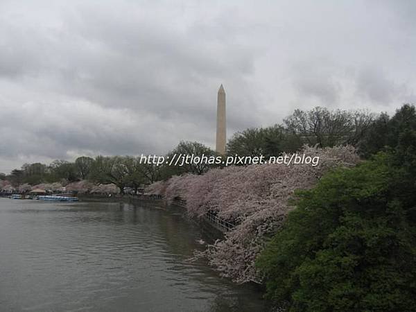 Cherry Blossom in Washington DC-7.JPG