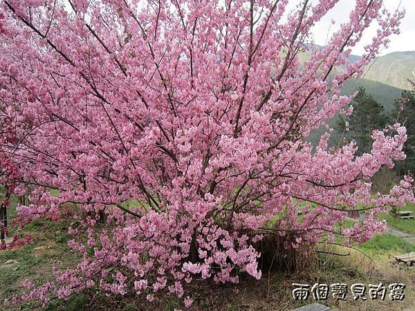 PhotoCap_018.jpg