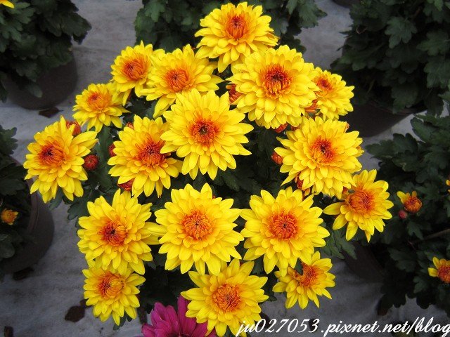 PhotoCap_010.jpg