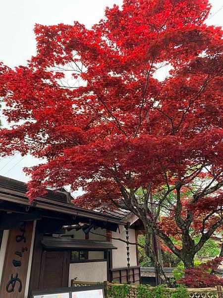 20240426~501 立山黑部、上高地、合掌村6日548