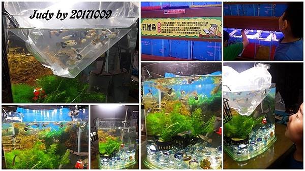 20171009-安軒第一次養孔雀魚.jpg