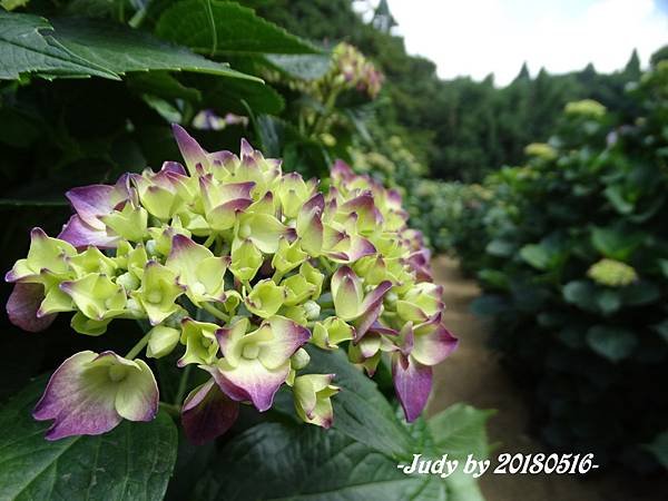 DSC08570.JPG