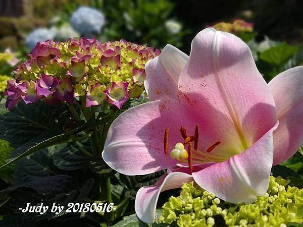 IMG_20180516_093539.jpg