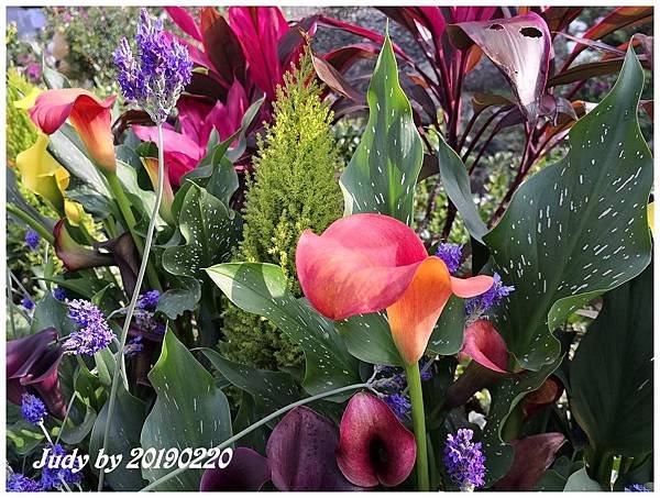IMG_20190220_093010.jpg
