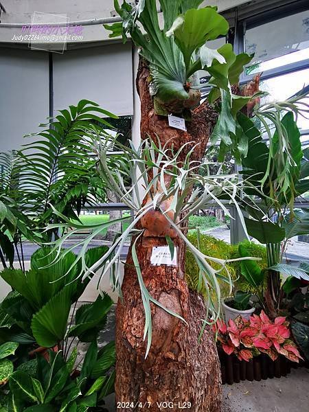 【台北萬華】達人私藏僅此1檔 青年公園鹿角蕨特展-青年公園 