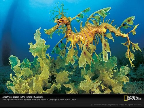 leafy-sea-dragon-ocean-pobook006-sw