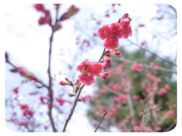 新竹玻璃工藝館 櫻花