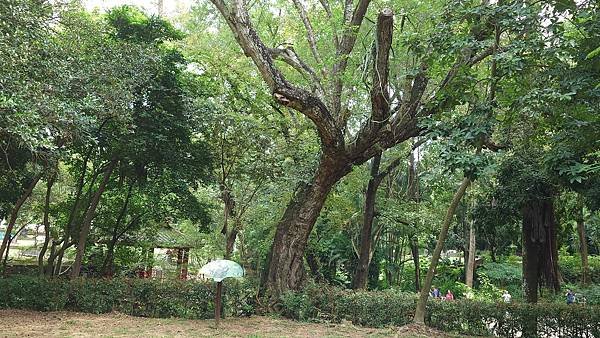 KANO園區 嘉義公園(射日塔 史蹟資料館 孔廟) 天仁茶文