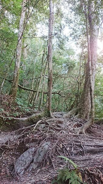 鎮西堡巨木群步道(B區) 台灣百大必訪步道 在 新竹尖石