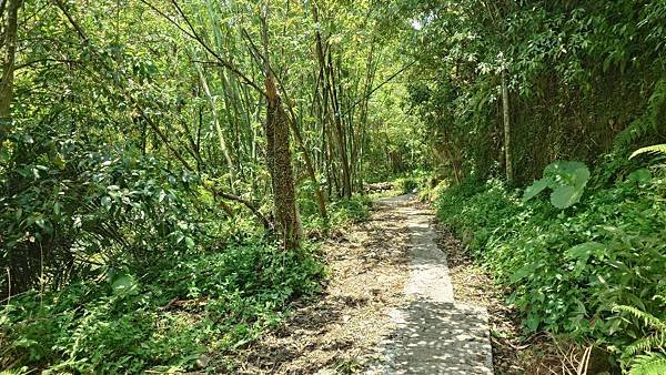 猴崁古道(草山瀑布 吊橋 百年楓香 滾水頭) 青春嶺 大屯瀑