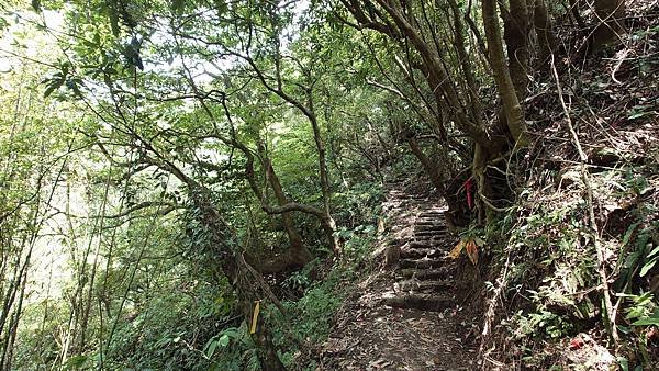 猴崁古道(草山瀑布 吊橋 百年楓香 滾水頭) 青春嶺 大屯瀑