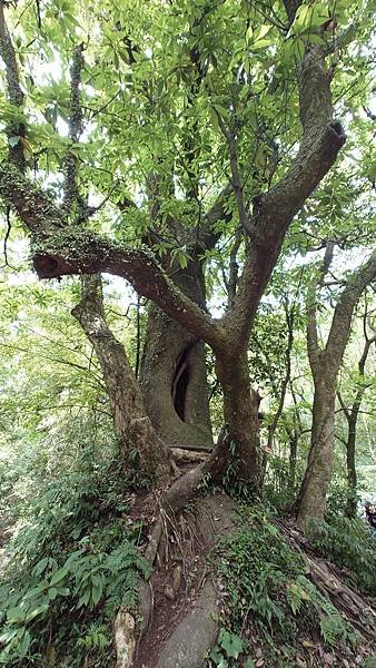 猴崁古道(草山瀑布 吊橋 百年楓香 滾水頭) 青春嶺 大屯瀑