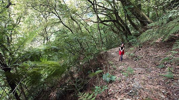 猴崁古道(草山瀑布 吊橋 百年楓香 滾水頭) 青春嶺 大屯瀑