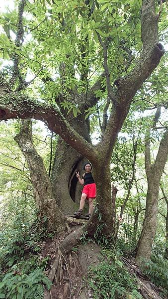 猴崁古道(草山瀑布 吊橋 百年楓香 滾水頭) 青春嶺 大屯瀑