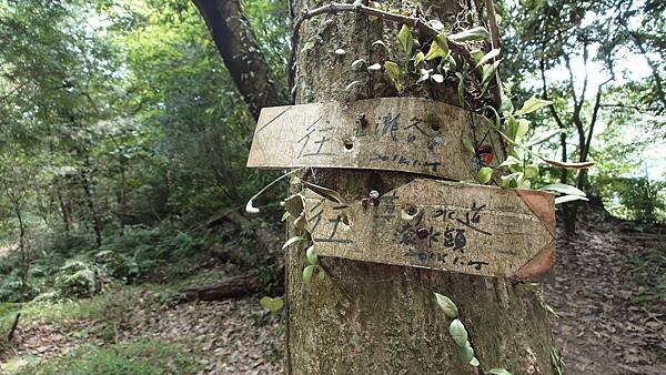 猴崁古道(草山瀑布 吊橋 百年楓香 滾水頭) 青春嶺 大屯瀑